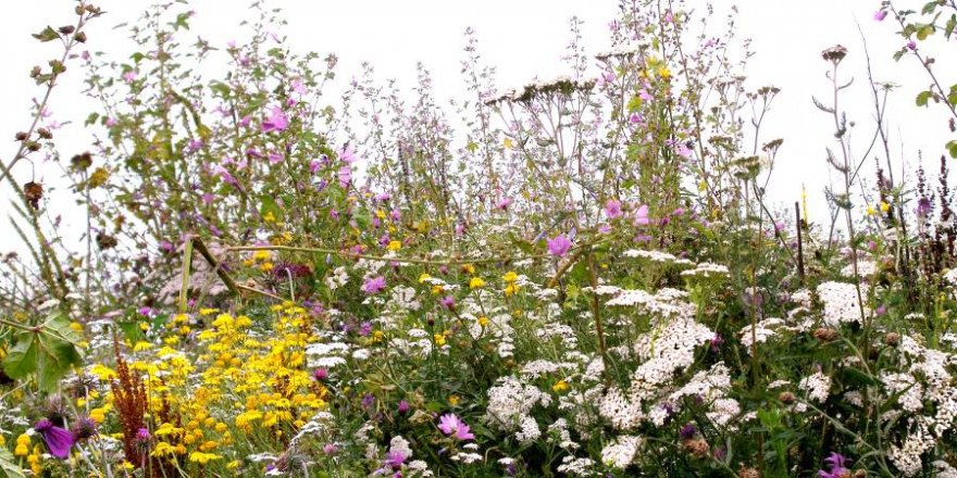 Buntbrachenmischungen werden zukünftig mit 200 statt mit 100 Euro pro Hektar gefördert (Foto: H. Geisendörfer, BJV)