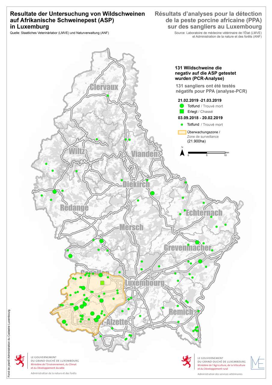 Grafik: Aktueller Stand der Verteilung der Wildschweine und Resultate der Untersuchung auf Afrikanische Schweinepest (ASP) in Luxemburg (21.03.2019): Gesamtzahl der eingesendeten Schweine: 131; Anzahl der auf ASP getesteten Wildschweine mit negativem Resultat: 131; Anzahl der noch zu untersuchenden Wildschweine: 0Quelle: Staatliches Veterinärlabor (LMVE) und Naturverwaltung (ANF)