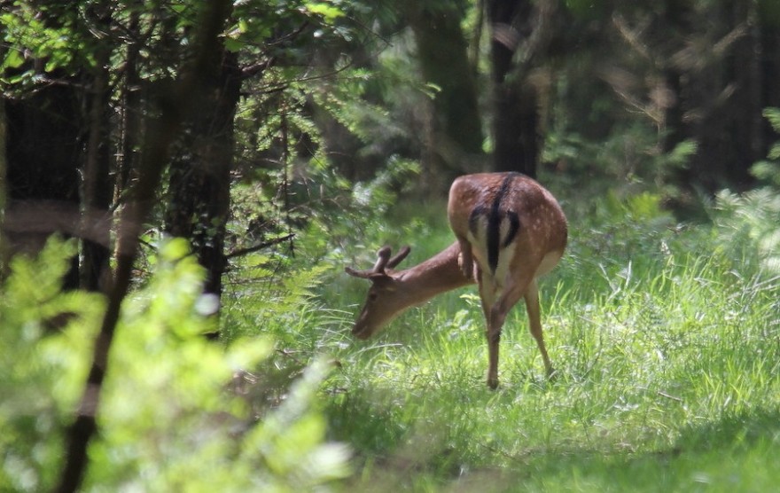 Damwild äst