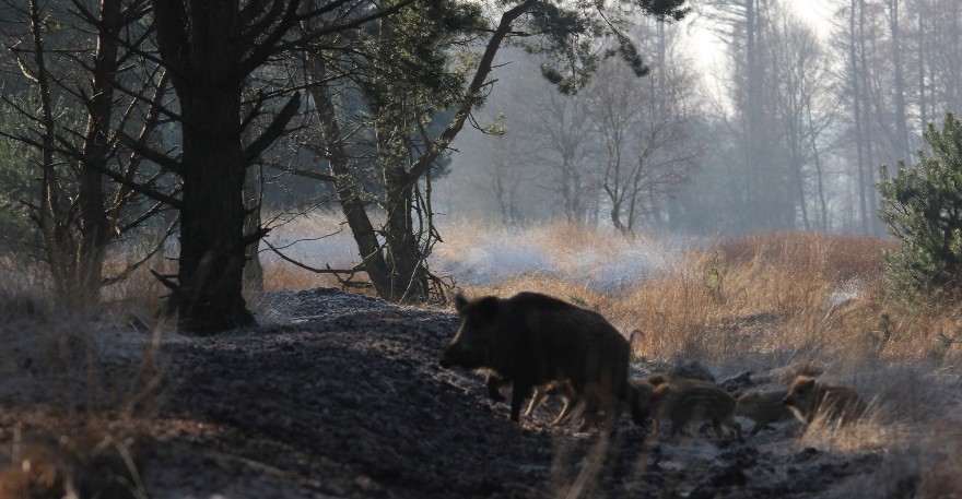 Wildschweine