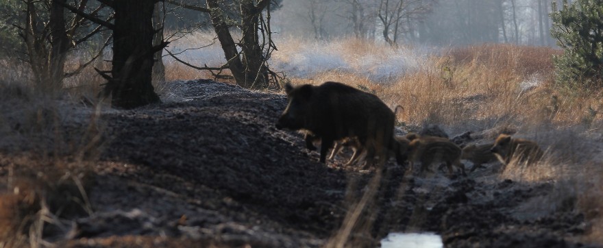 Wildschweinrotte