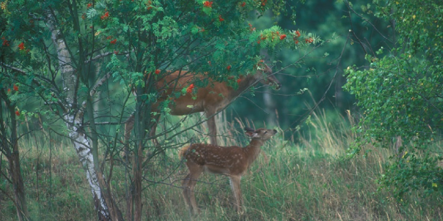 Vogelbeeren gehören zu den beliebtesten Äsungspflanzen für unser Schalenwild – hier laben sich Alttier und Schmalspießer. (Foto: Wald&Wild)