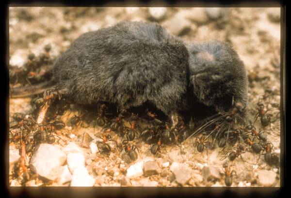 Ameisen verwerten eine Spitzmaus (Foto: Burkhard Stöcker)