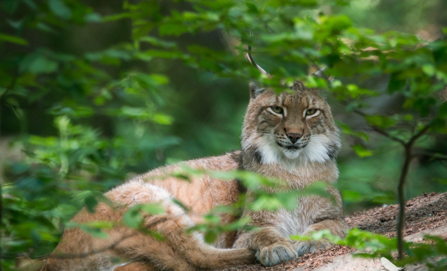 Luchs auf der Lauer