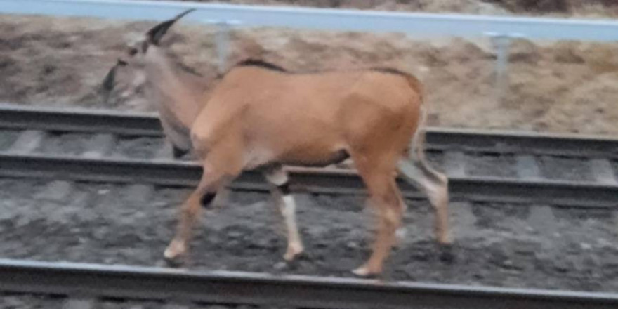 Der Antilopenbulle im Gleisbett der Bahn (Foto: Polizei)