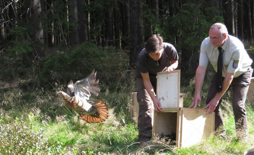 ThüringenForst wildert Auerhenne aus