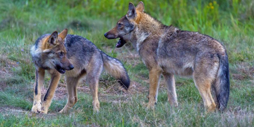 Wolfswelpen aus dem des Rudel Altengrabow in der Grenzregion Sachsen-Anhalt und Brandenburg. (Foto: Axel Gomille)