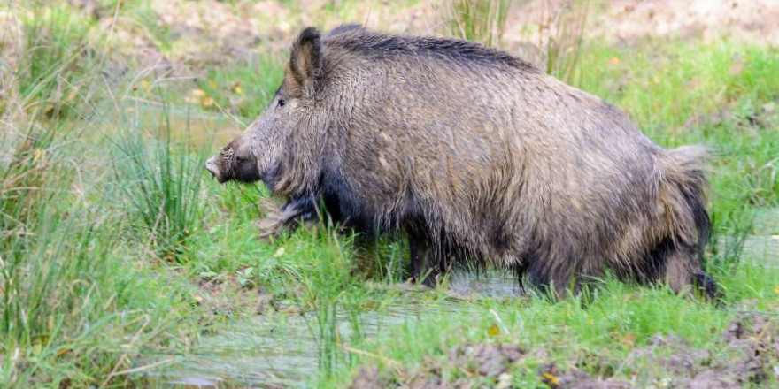 Fleisch vom Wildschwein ist eine Delikatesse. Das Netzwerk an Radiocäsium-Messstationen des BJV garantiert, dass in Bayern nur genusstaugliches Fleisch abgegeben wird. Foto: BJV/ M. Ritter