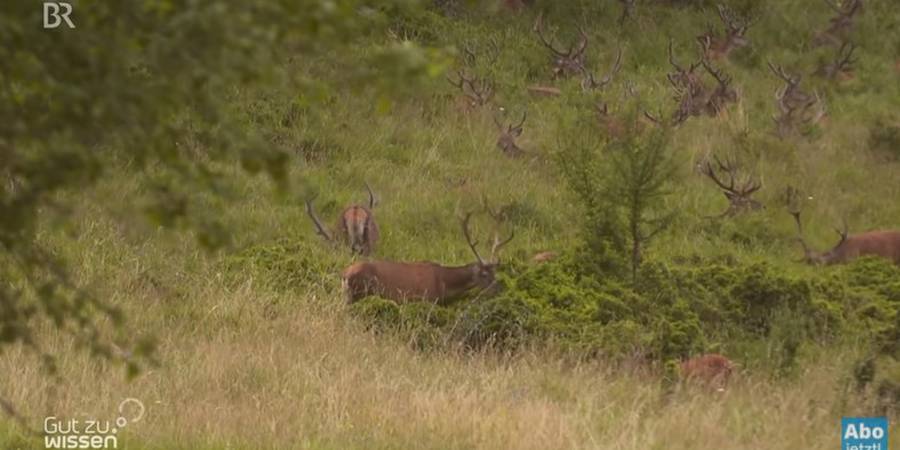 Der gelenkte Hirsch – Artenschützer und Landschaftspfleger (Quelle: Screenshot)