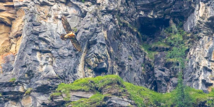 Ab dem Sommer wird ein Bartgeierpaar in Berchtesgaden wieder seine Kreise am Himmel ziehen. Die Jäger sorgen für beste Lebensbedingungen. (Foto: BJV/ M. Schütte)