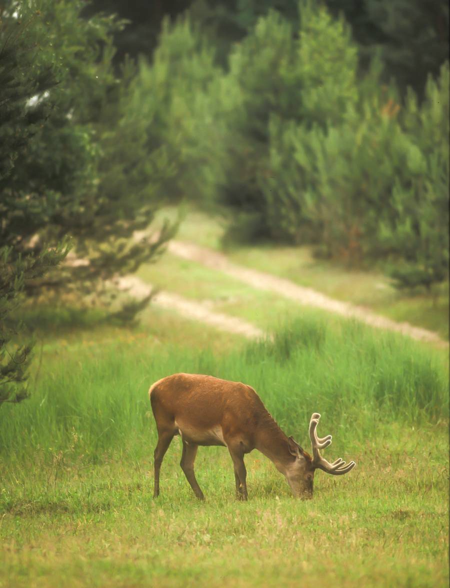 Rothirsch im Bast mit einem Waldweg im Hintergrund (Beispielbild: Burkhard Stöcker)