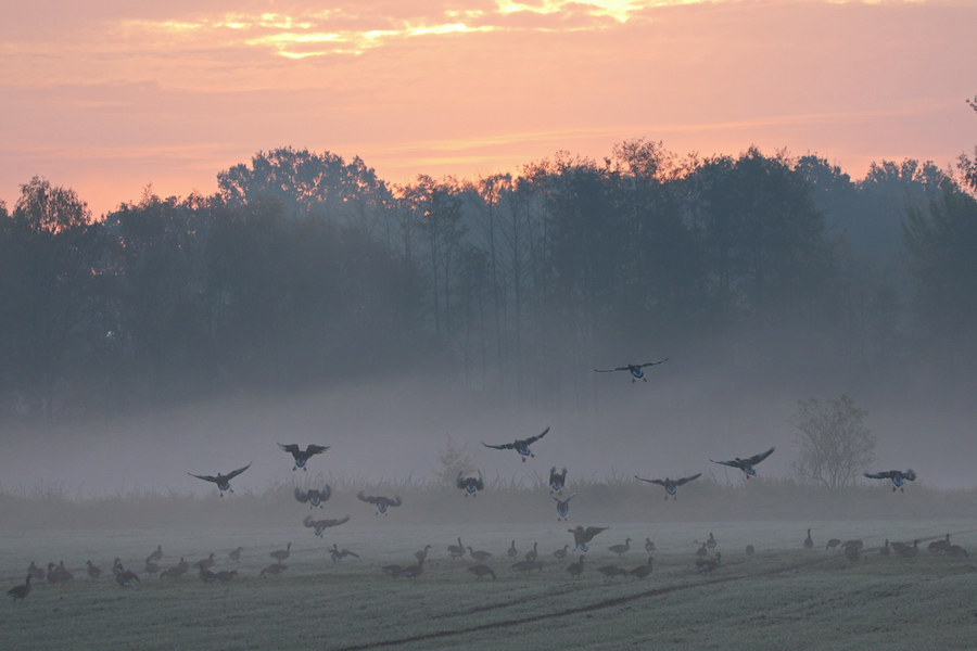 Graugänse im Morgennebel