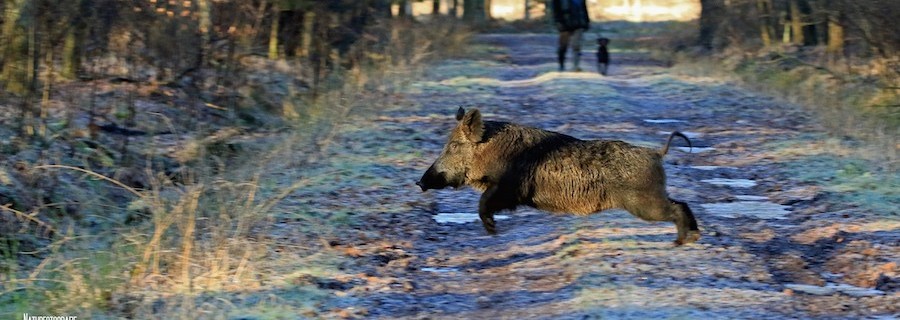Jahresrückblick für Jagd und Natur: März 2017