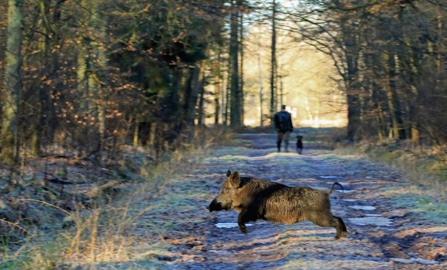 Wildschwein kreuzt Waldweg