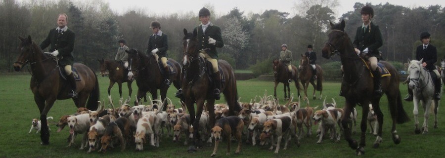 Unsere Jagdhunde (XXVII): Der Foxhound