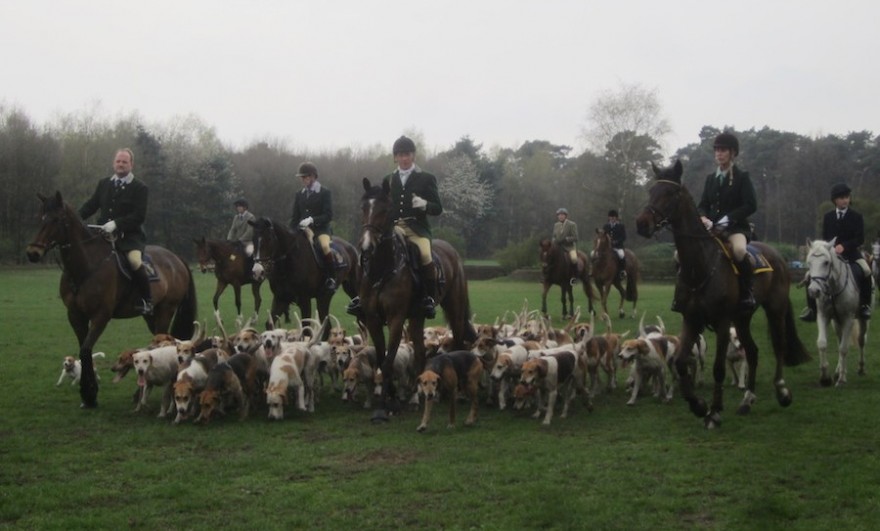 Foxhoundmeute