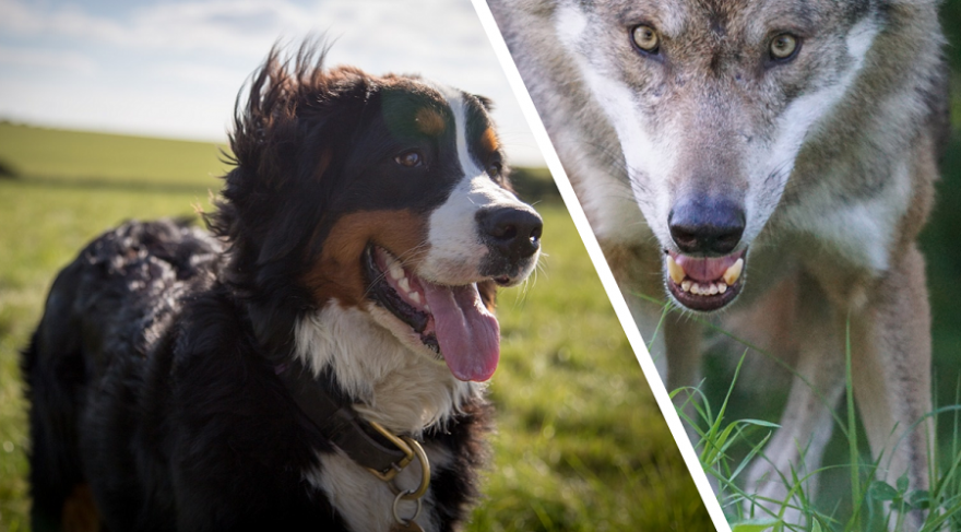 Berner Sennenhund und Wolf