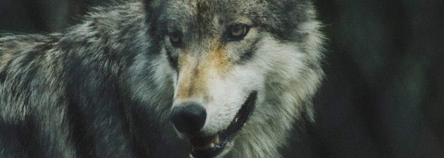 Initiative „Wolf bleibt Wolf“ auch in Brandenburg!