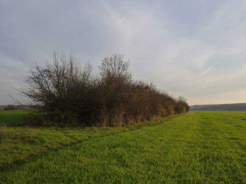 Eines der vielen angelegten Biotope (Quelle: LJV)