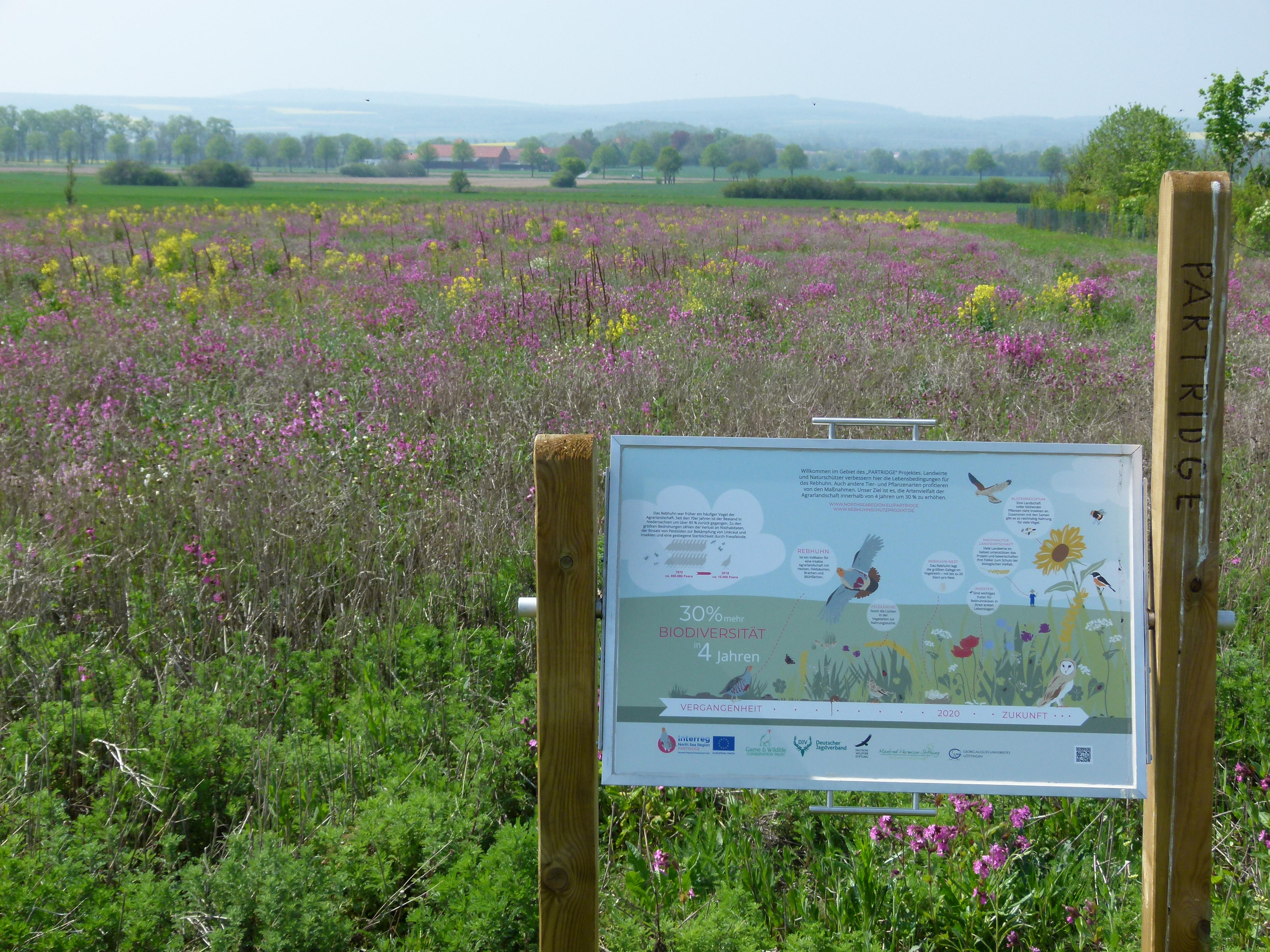 Bei PARTRIDGE stellen lokale Landwirte Flächen für den Schutz von Arten der Agrarlandschaft bereit (Quelle: DJV)