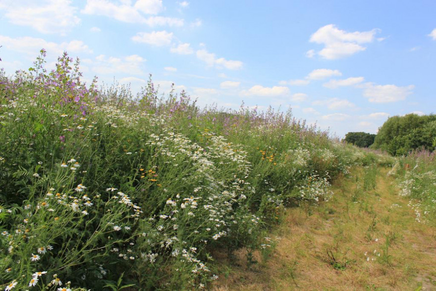 Am 27.6. laden die Projektpartner Veolia Stiftung, Deutscher Jagdverband und Deutsche Wildtier Stiftung zur Auftaktveranstaltung ihres Gemeinschaftsprojekts „Bunte Biomasse“ ein. (Quelle: Kuhn/DJV)