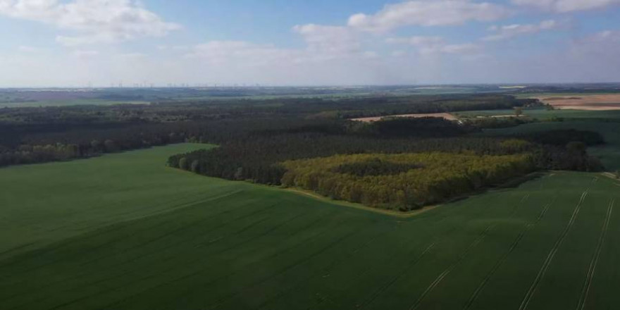 Der Blumberger Wald (Foto: Screenshot)