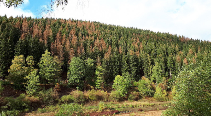 Vom Borkenkäfer befallene Fichten prägen das Landschaftsbild (Quelle: Niedersächsische Landesforsten).