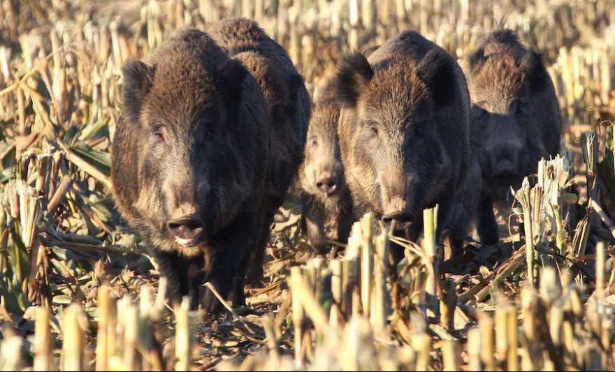 Wildschweine