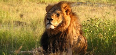 Die Wahrheit über den Löwen Cecil
