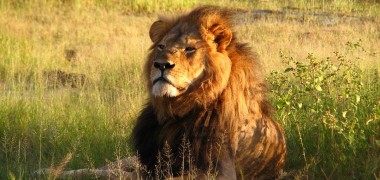 Der „Cecil-Effekt“: Simbabwe leidet unter einer Überpopulation an Löwen
