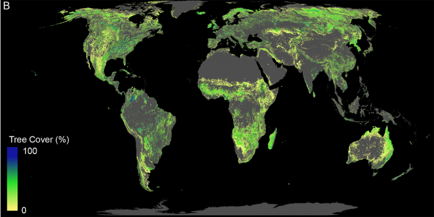 Diese Fläche ist für die Wiederaufforstung von Wäldern verfügbar (ohne bestehende Wälder, Landwirtschaftsflächen, Wüsten und Städte). (Bild: Crowther Lab / ETH Zürich)