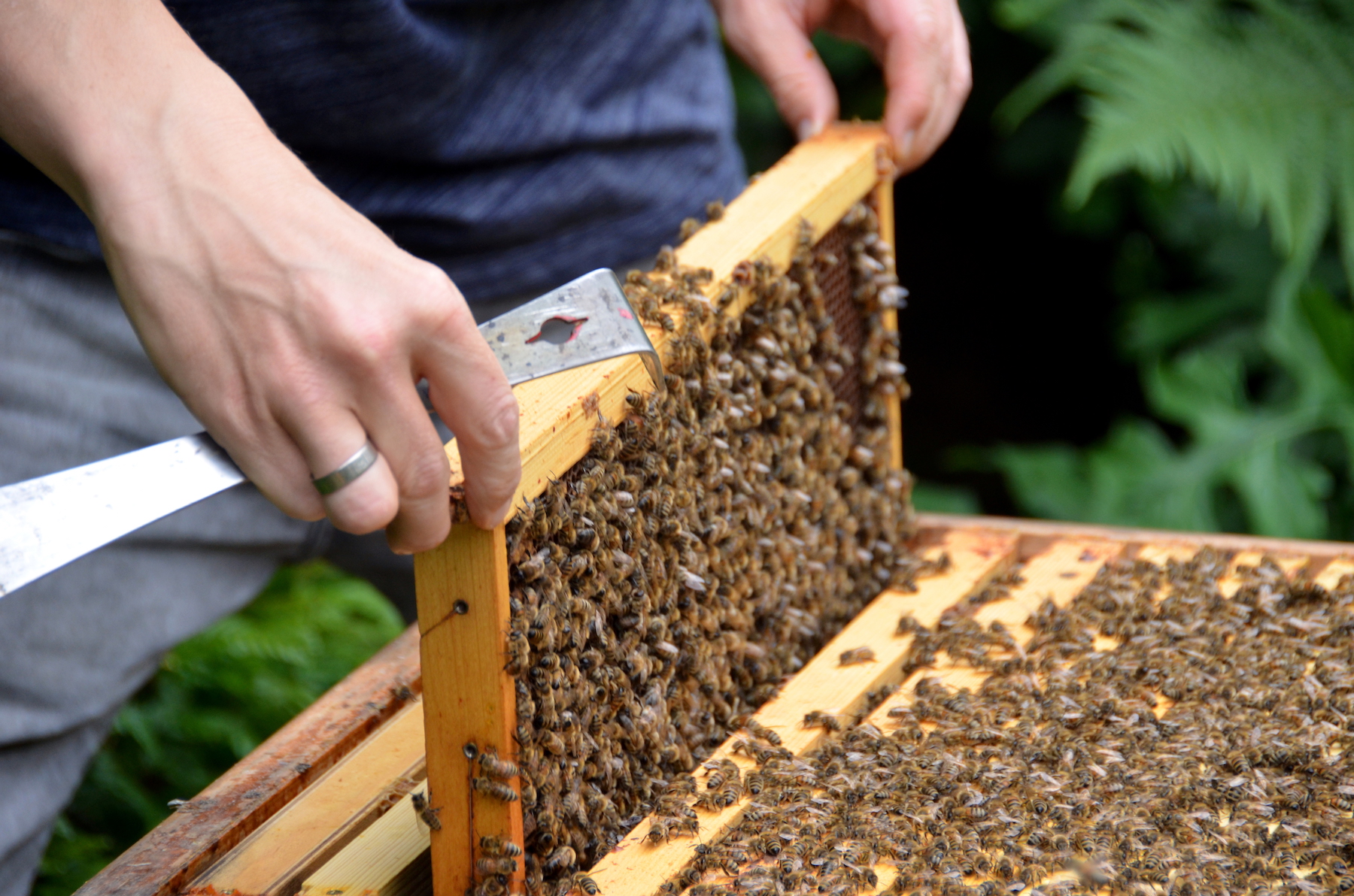 Vorsichtig entfernt Ralf Waanders eine Bienenwabe aus seinem Bienenstock, um sie zu begutachten. 