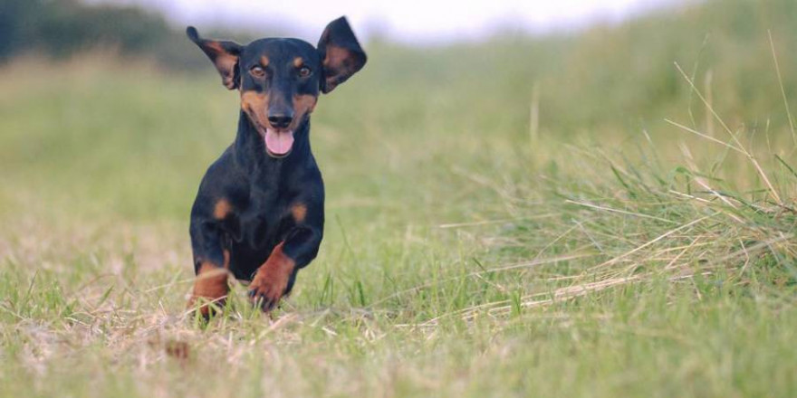 Hunde und Hitze: In den anstehenden „Hundstage“ ist besonders auf unsere Vierbeiner zu achten. (Bild: Hannah Reutter/ BJV)