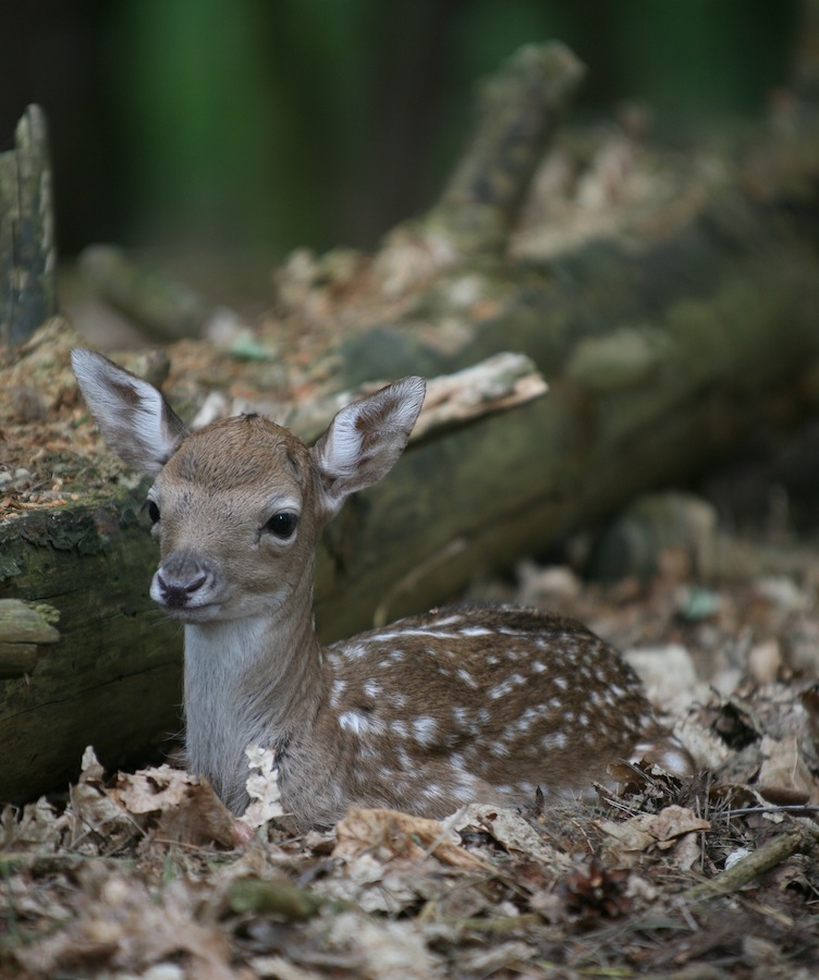 Foto: Dieter Hopf