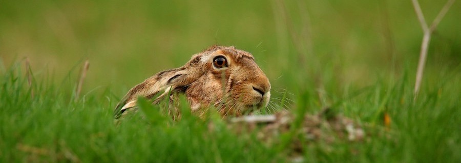 Hasenpest: zwei Jäger infiziert