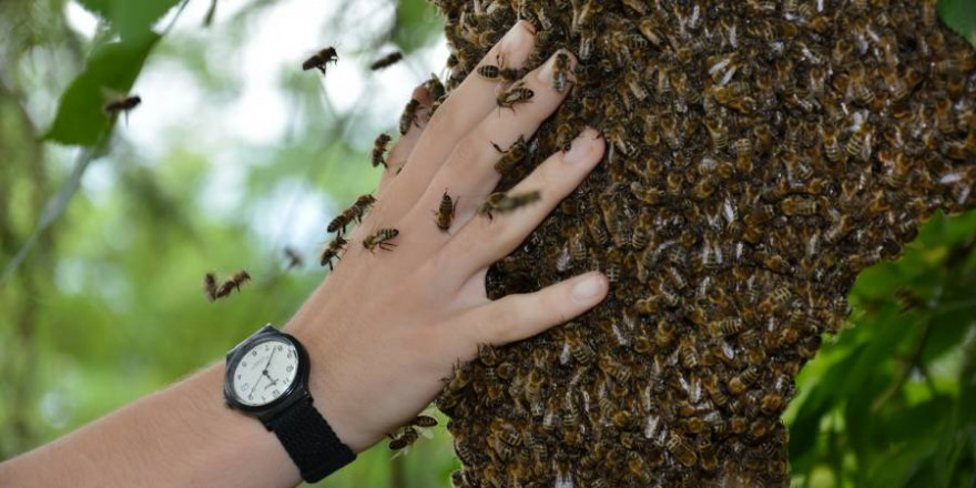 Den wehrhaften Honigbienen nahe kommen zu können, fasziniert Menschen seit jeher. (Foto: Deutscher Imkerbund e. V./Gerd Ullinger)