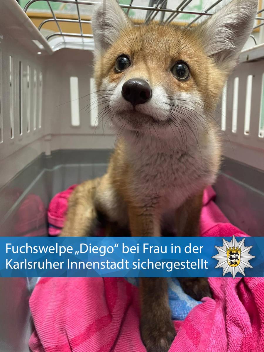 Fuchswelpe