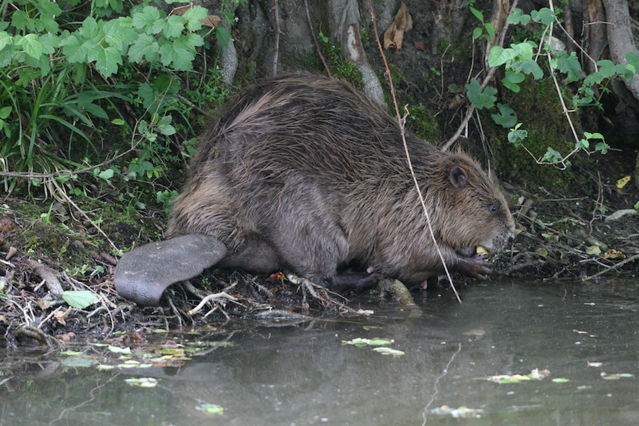 Biber am Gewässer