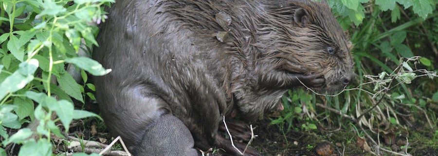 Bauernbund will Biber braten