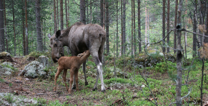 Elchkuh mit Kalb