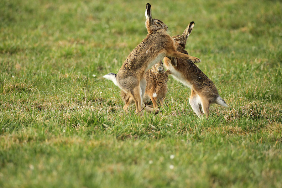 Hasen auf der Wiese