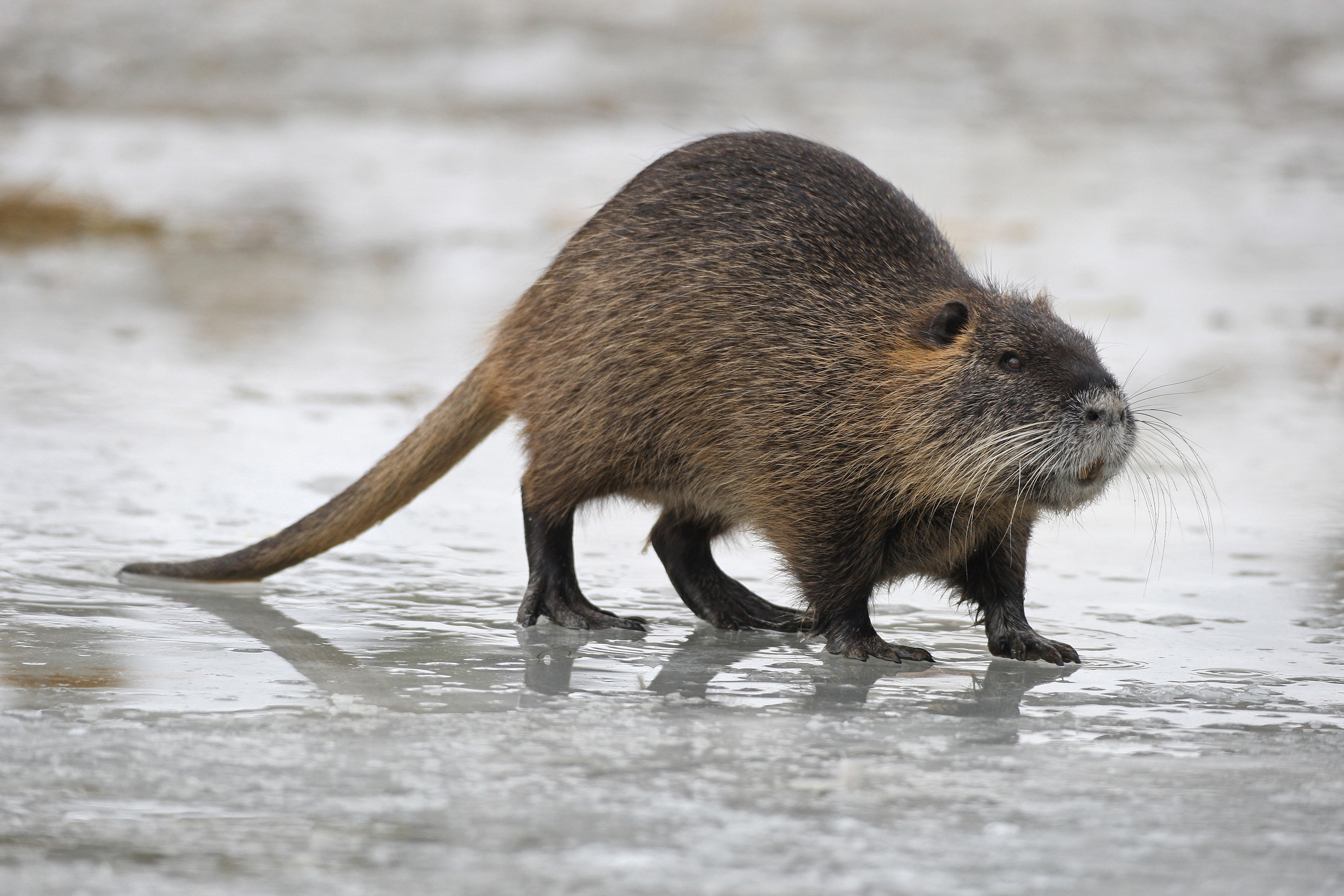 Nutria auf einer Eisfläche