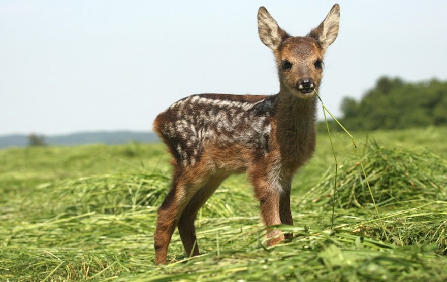 Rehkitz beim Äsen