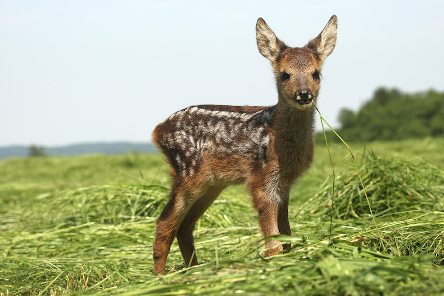 Rehkitz auf einer Wiese (Foto: Dieter Hopf)