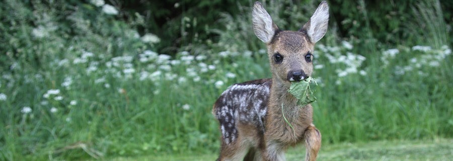Jahresrückblick für Jagd und Natur: Juni 2017