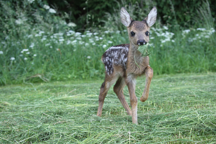 Unangeleinte Hunde sind vor allem in der Brut- und Setzzeit eine Gefahr für heimische Wildtiere (Beispielbild: Dieter Hopf)