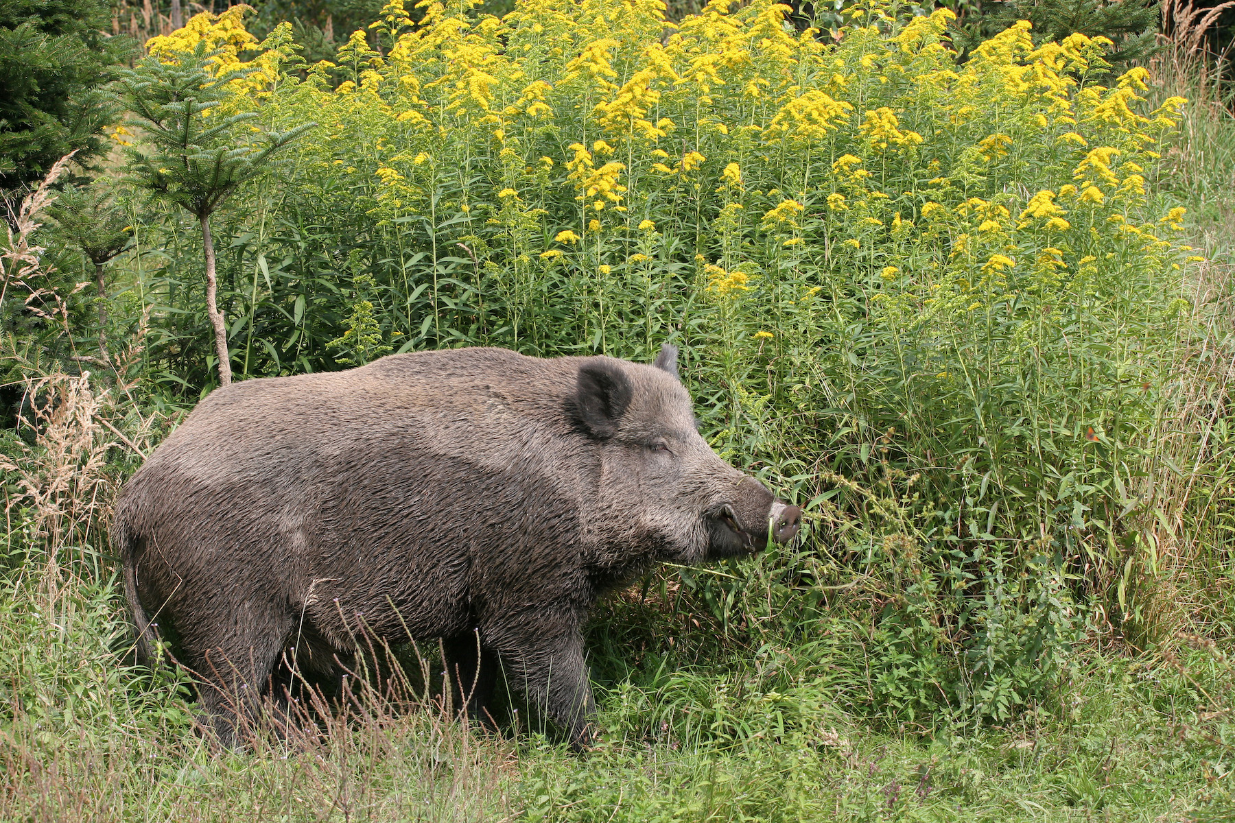 Die Einzeljagd ist weiterhin grundsätzlich zulässig (Foto: Dieter Hopf)