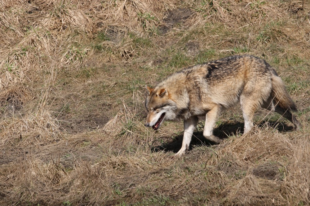 Wolf auf der Jagd