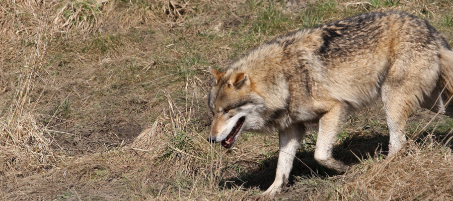 Bildzeitung gibt Wolfsalarm