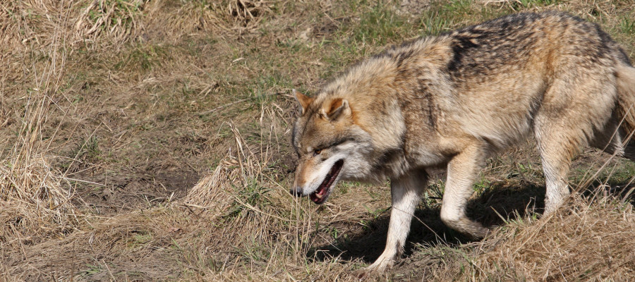 Union fordert wolfsfreie Gebiete